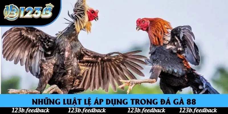 Những luật lệ áp dụng trong đá gà 88 Những luật lệ áp dụng trong đá gà 88
