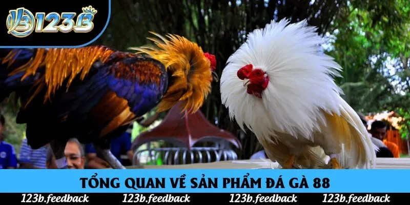 Tổng quan về sản phẩm đá gà 88 Tổng quan về sản phẩm đá gà 88