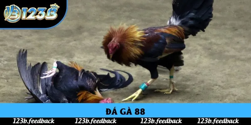 Đá Gà 88: Sới Kê Chọi Online Gay Cấn Tại Thương Hiệu 123B