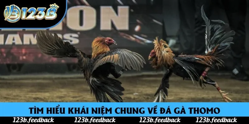 Tìm hiểu khái niệm chung về đá gà Thomo Tìm hiểu khái niệm chung về đá gà Thomo