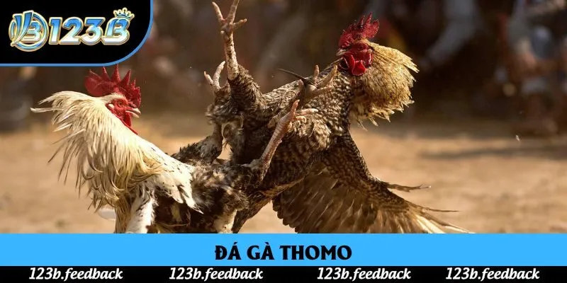 Đá Gà Thomo: Sân Chơi Đối Kháng Đẳng Cấp Tại Nhà Cái 123B